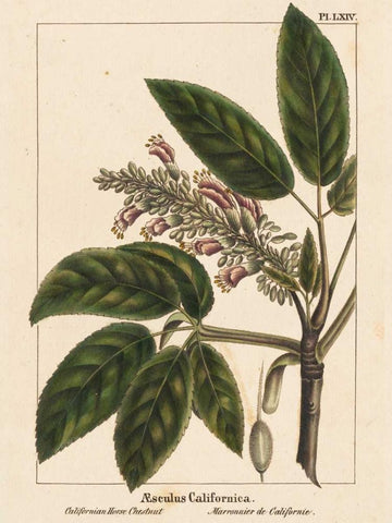 California Horse Chestnut Black Ornate Wood Framed Art Print with Double Matting by Silva, John