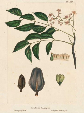 Mahogany Tree Black Ornate Wood Framed Art Print with Double Matting by Silva, John