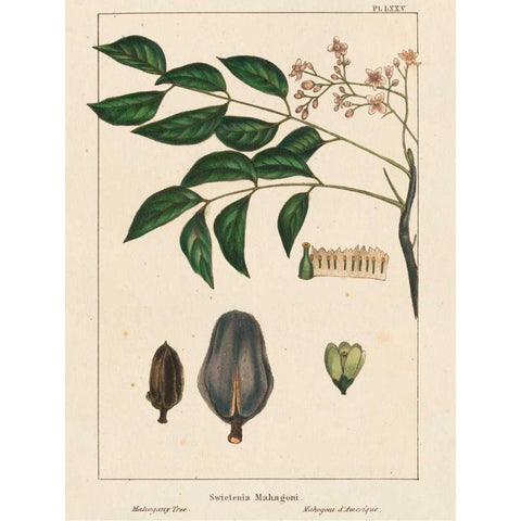 Mahogany Tree Black Modern Wood Framed Art Print by Silva, John