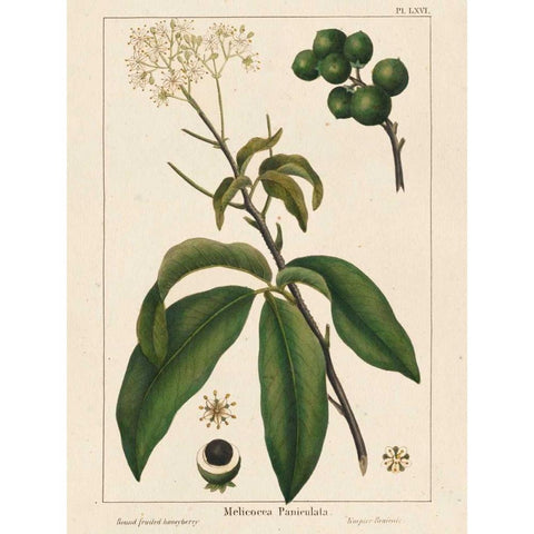 Round fruited Honeyberry White Modern Wood Framed Art Print by Silva, John