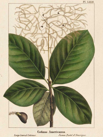 Large Leaved Cotinus Black Ornate Wood Framed Art Print with Double Matting by Silva, John
