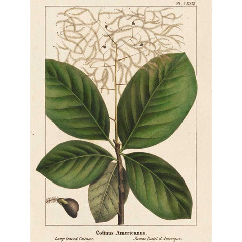 Large Leaved Cotinus White Modern Wood Framed Art Print by Silva, John