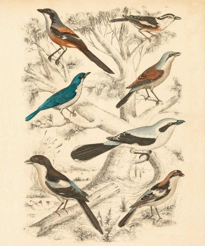 Avian Habitat V Black Ornate Wood Framed Art Print with Double Matting by Milne