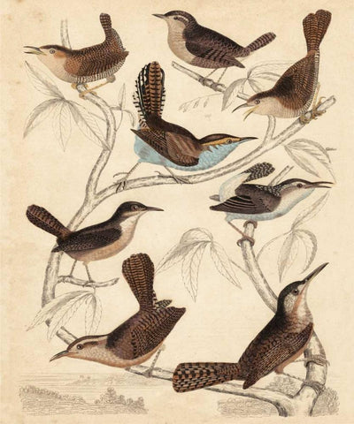 Avian Habitat VI Black Ornate Wood Framed Art Print with Double Matting by Milne