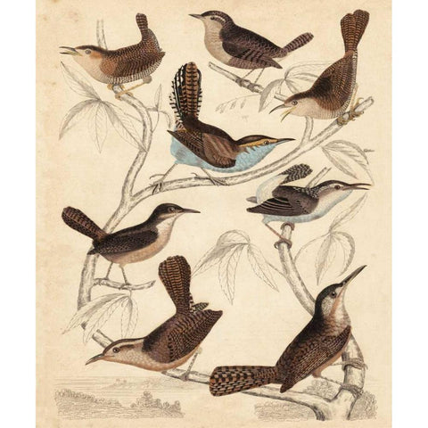 Avian Habitat VI Gold Ornate Wood Framed Art Print with Double Matting by Milne