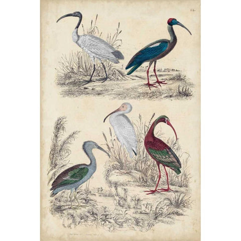 Ibis Family Black Modern Wood Framed Art Print with Double Matting by Milne