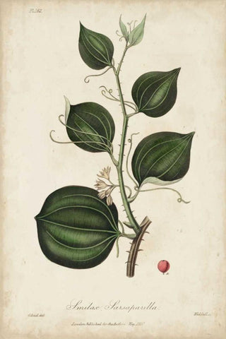 Medicinal Botany I Black Ornate Wood Framed Art Print with Double Matting by Churchill