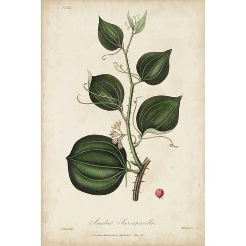 Medicinal Botany I Black Modern Wood Framed Art Print with Double Matting by Churchill
