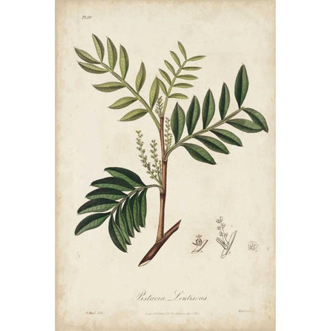 Medicinal Botany II White Modern Wood Framed Art Print by Churchill