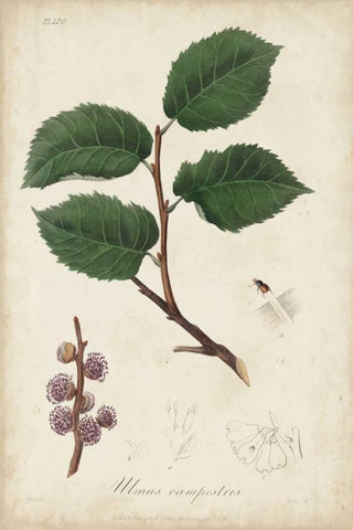 Medicinal Botany III Black Ornate Wood Framed Art Print with Double Matting by Churchill