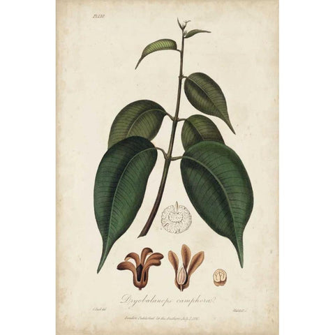 Medicinal Botany IV Black Modern Wood Framed Art Print by Churchill