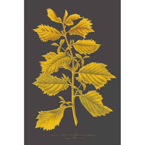 Trees and Leaves V White Modern Wood Framed Art Print by Vision Studio