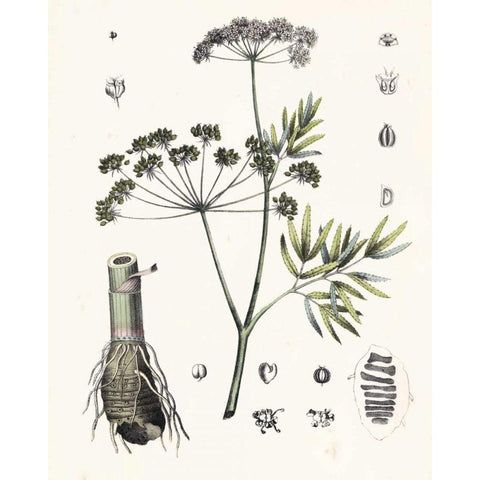 Berge Botanicals I Black Modern Wood Framed Art Print by Berge