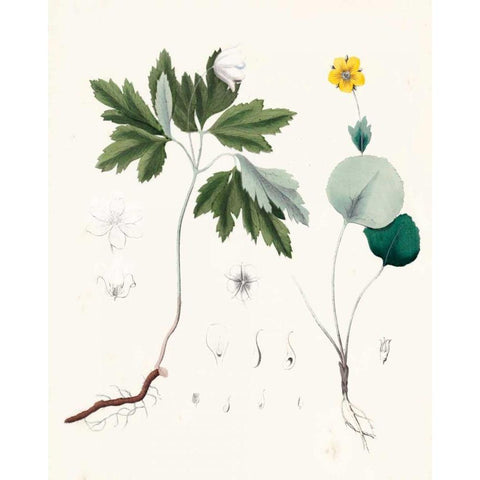 Berge Botanicals III Black Modern Wood Framed Art Print by Berge