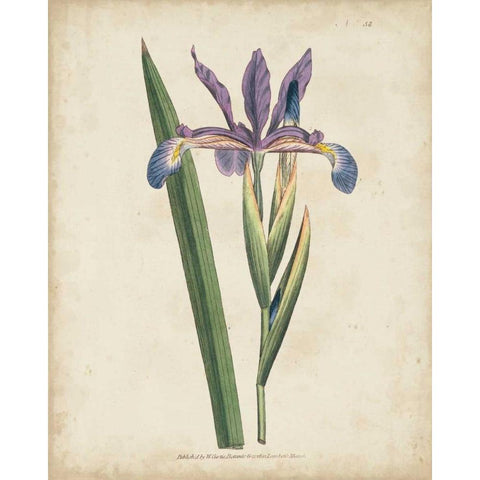 Lavender Curtis Botanicals III Gold Ornate Wood Framed Art Print with Double Matting by Curtis