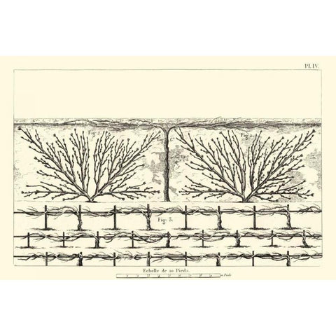 Antique Diagram for Espaliers II White Modern Wood Framed Art Print by Unknown