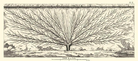 Antique Diagram for Espaliers III White Modern Wood Framed Art Print with Double Matting by Unknown