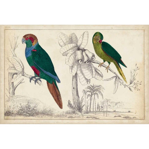 Parrot Pair I Gold Ornate Wood Framed Art Print with Double Matting by Unknown