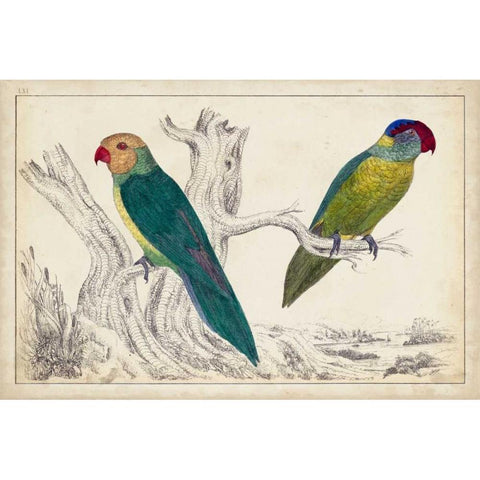 Parrot Pair II White Modern Wood Framed Art Print by Unknown