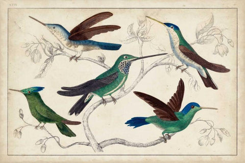 Hummingbird Gathering I Black Ornate Wood Framed Art Print with Double Matting by Unknown