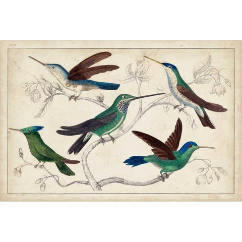 Hummingbird Gathering I White Modern Wood Framed Art Print by Unknown
