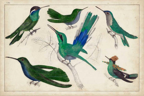 Hummingbird Gathering II White Modern Wood Framed Art Print with Double Matting by Unknown