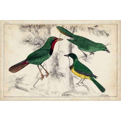 Tropical Bird Trio I Gold Ornate Wood Framed Art Print with Double Matting by Unknown