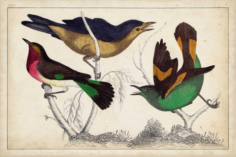 Tropical Bird Trio II White Modern Wood Framed Art Print with Double Matting by Unknown