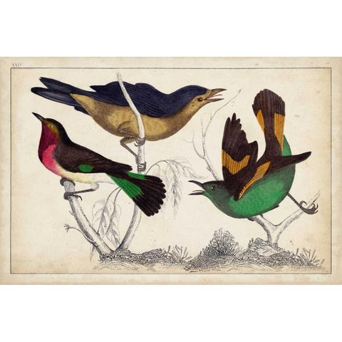 Tropical Bird Trio II White Modern Wood Framed Art Print by Unknown