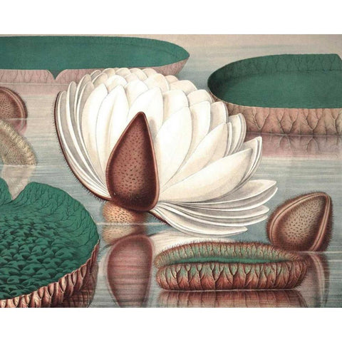 Vintage Water Lily I White Modern Wood Framed Art Print by Vision Studio