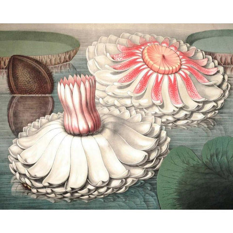 Vintage Water Lily II Black Modern Wood Framed Art Print with Double Matting by Vision Studio