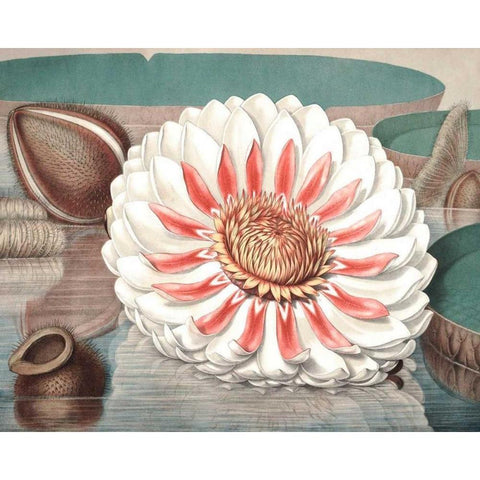 Vintage Water Lily III Black Modern Wood Framed Art Print with Double Matting by Vision Studio