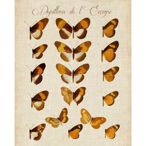 Papillons de LEurope I Black Modern Wood Framed Art Print with Double Matting by Vision Studio