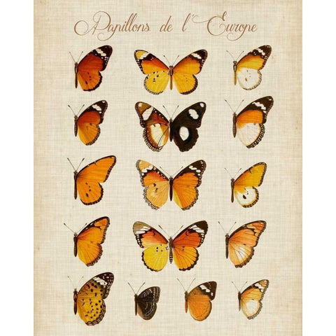 Papillons de LEurope II Gold Ornate Wood Framed Art Print with Double Matting by Vision Studio