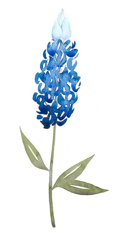 Blue Bonnets II White Modern Wood Framed Art Print with Double Matting by Popp, Grace