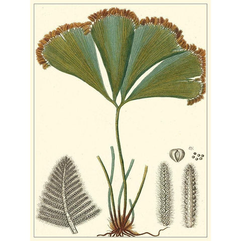 Small Foliage Botanique I Black Modern Wood Framed Art Print with Double Matting by Turpin