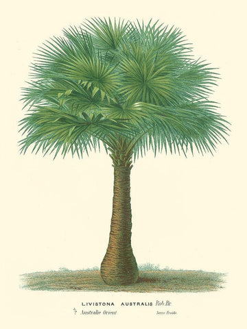 Small Palm of the Tropics I Black Ornate Wood Framed Art Print with Double Matting by Van Houtteano, Horto