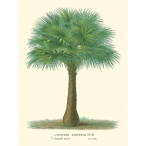 Small Palm of the Tropics I Black Modern Wood Framed Art Print by Van Houtteano, Horto