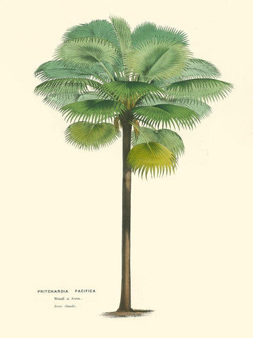 Small Palm of the Tropics II White Modern Wood Framed Art Print with Double Matting by Van Houtteano, Horto