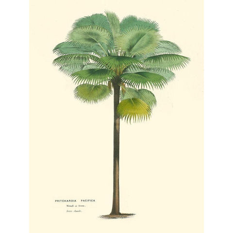 Small Palm of the Tropics II Black Modern Wood Framed Art Print with Double Matting by Van Houtteano, Horto
