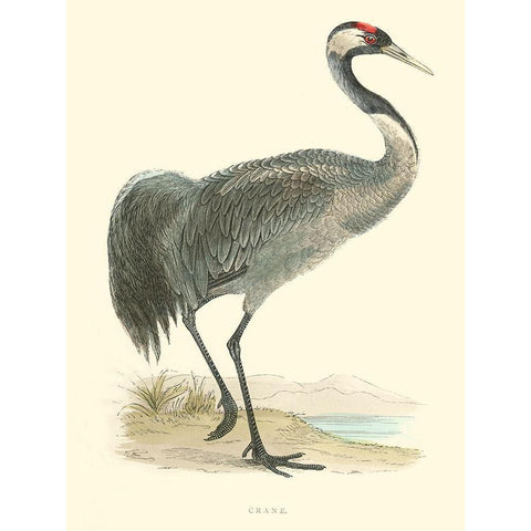 Small Morris Crane I Black Modern Wood Framed Art Print with Double Matting by Morris