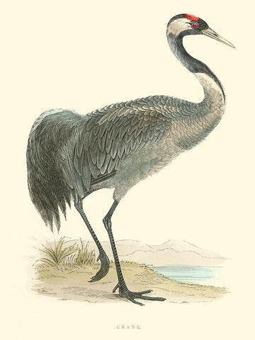 Small Morris Crane I Black Ornate Wood Framed Art Print with Double Matting by Morris