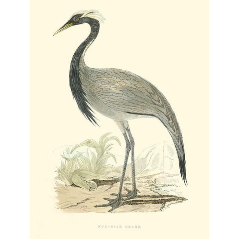 Small Morris Crane II Gold Ornate Wood Framed Art Print with Double Matting by Morris