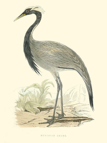 Small Morris Crane II Black Ornate Wood Framed Art Print with Double Matting by Morris