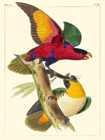 Small Lemaire Parrots I White Modern Wood Framed Art Print with Double Matting by Lemaire, C.L.