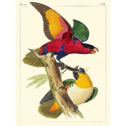 Small Lemaire Parrots I Black Modern Wood Framed Art Print by Lemaire, C.L.