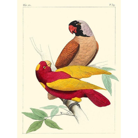 Small Lemaire Parrots II Black Modern Wood Framed Art Print with Double Matting by Lemaire, C.L.