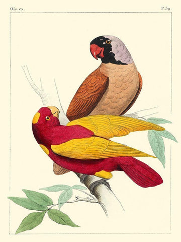 Small Lemaire Parrots II White Modern Wood Framed Art Print with Double Matting by Lemaire, C.L.