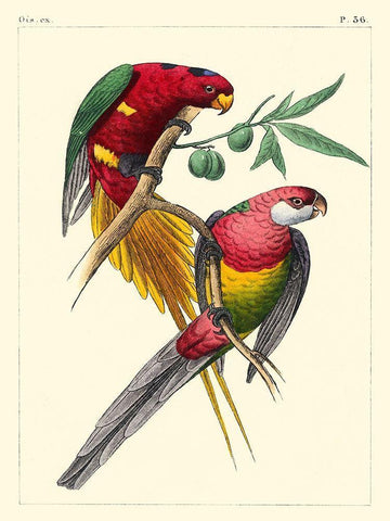 Small Lemaire Parrots III White Modern Wood Framed Art Print with Double Matting by Lemaire, C.L.