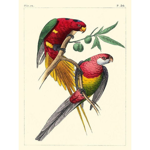 Small Lemaire Parrots III Black Modern Wood Framed Art Print by Lemaire, C.L.